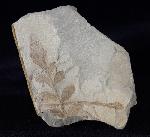 ? Nilssonia sp. BRONGNIART 1825 - Bild &copy; FossNet FossilienStore